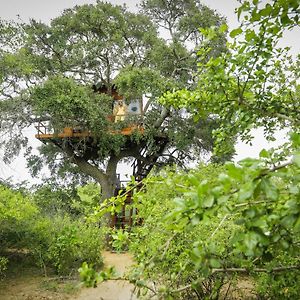 Queen Tree Nest